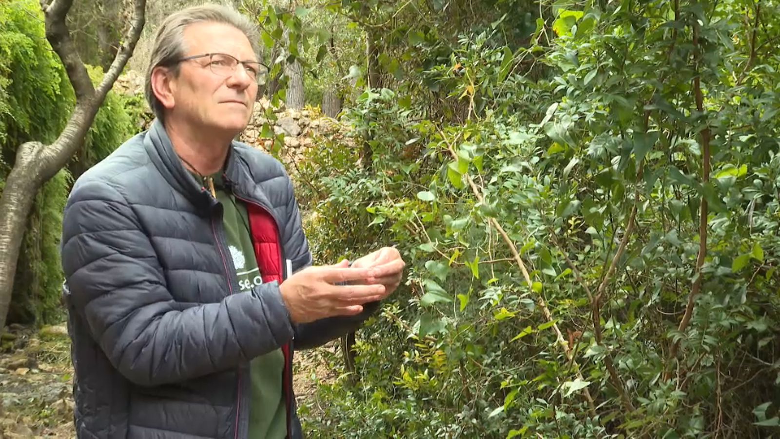 La resina del llentiscle es feia servir per a refrescar la boca
