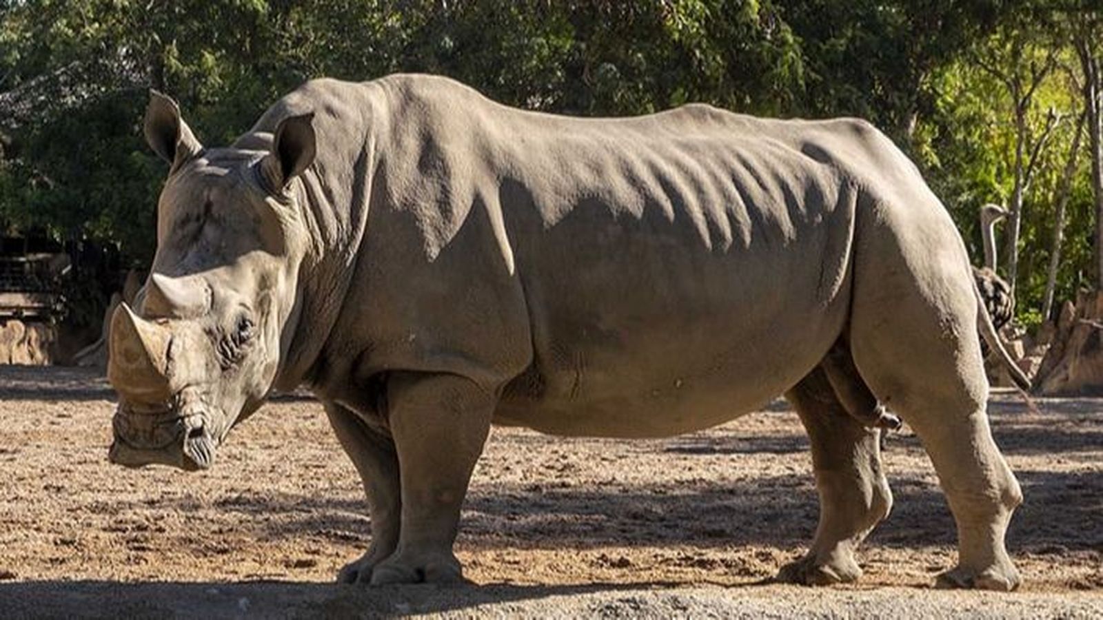 Cirilo, el rinoceront mascle del Bioparc
