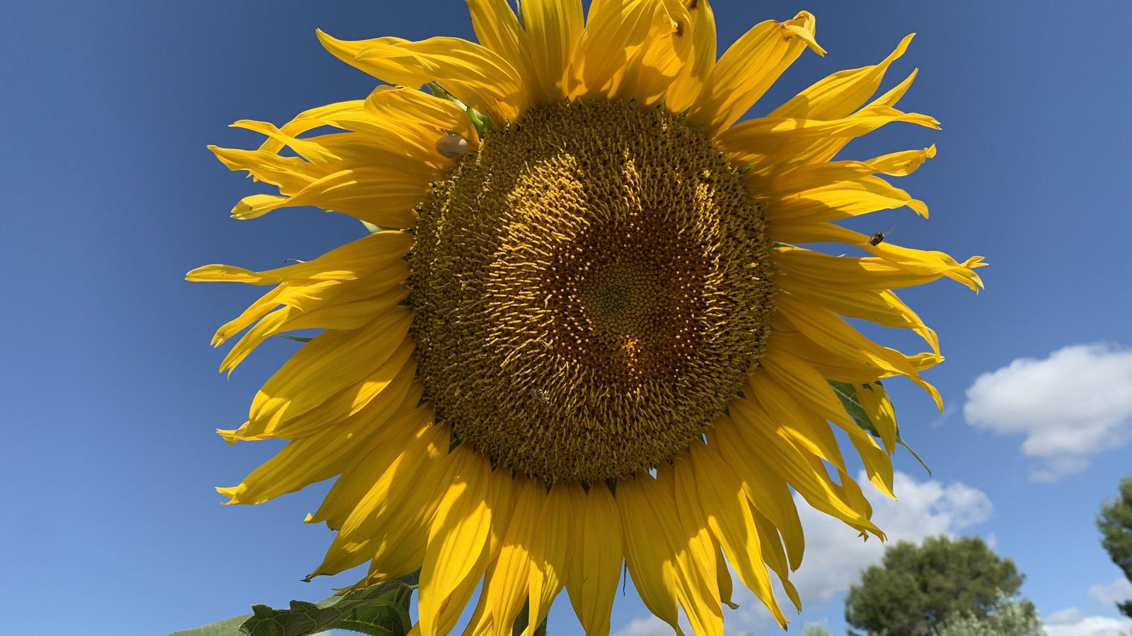 Ontinyent, la Vall d'Albaida