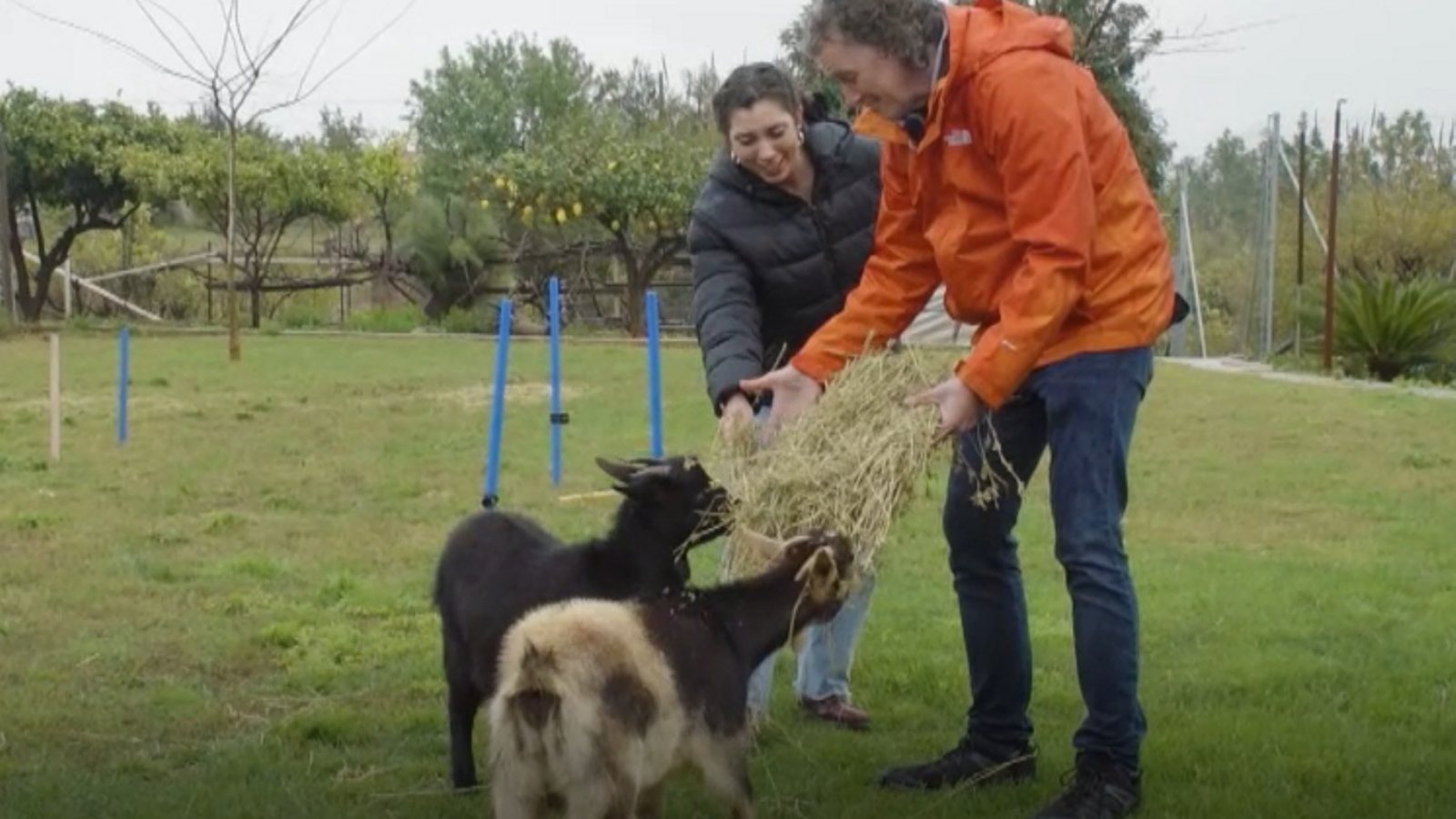 Acceptem cabra com animal de companya