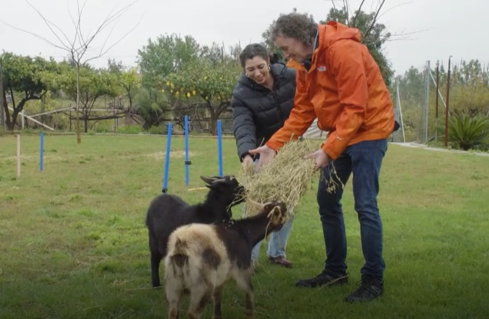 Acceptem cabra com animal de companya