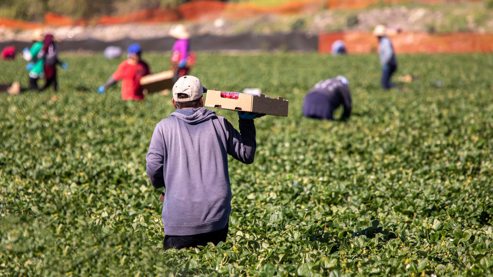 Una colla al camp amb treballadores i treballadors migrants en una imatge d'arxiu Una colla al camp amb treballadores i treballadors migrants en una imatge d'arxiu