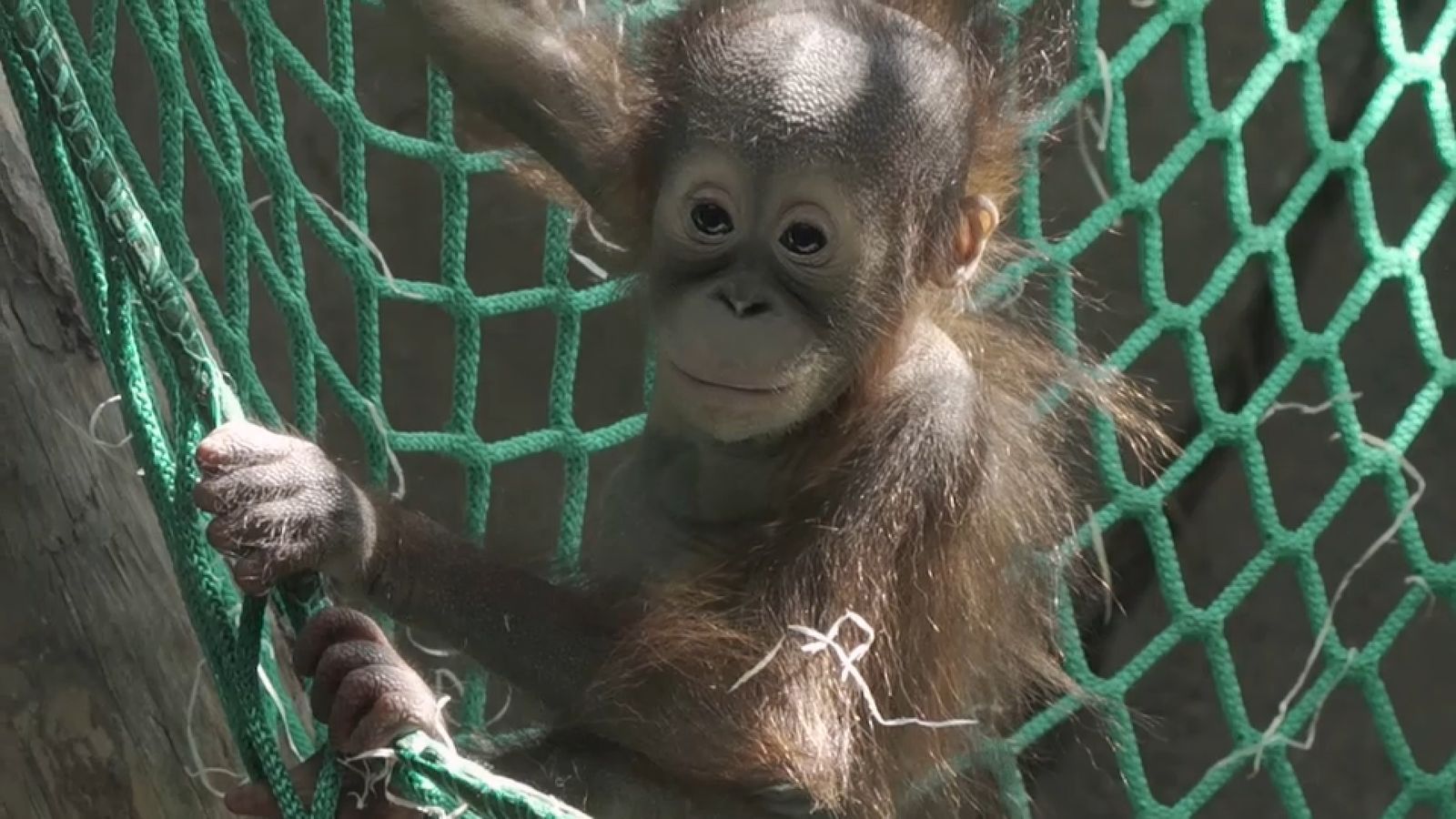 15.05.2022 | Animalades, un Món Bestial