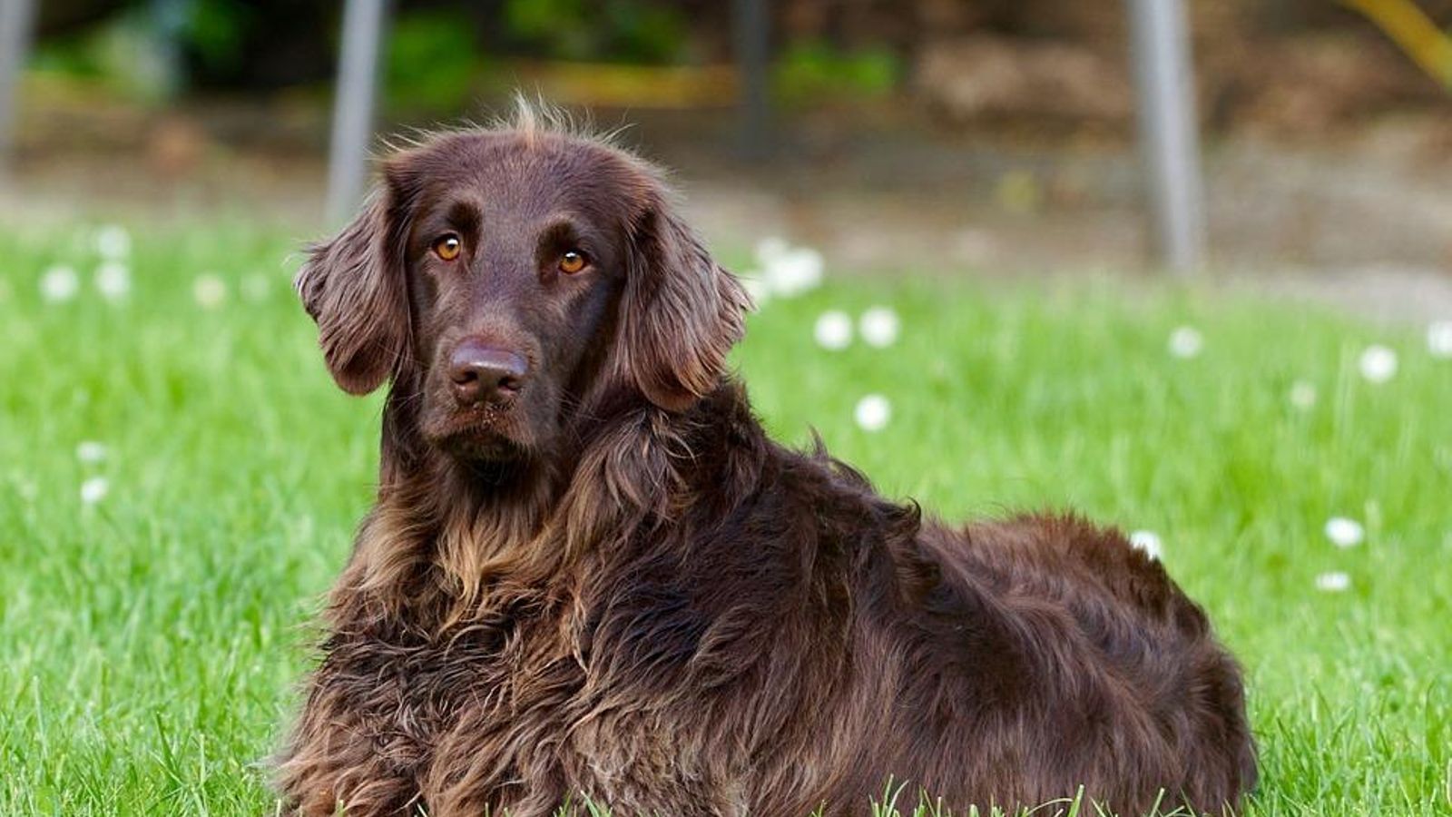 L’acció pretén també sensibilitzar la societat de la importància de no regalar animals com si foren objectes L’acció pretén també sensibilitzar la societat de la importància de no regalar animals com si foren objectes