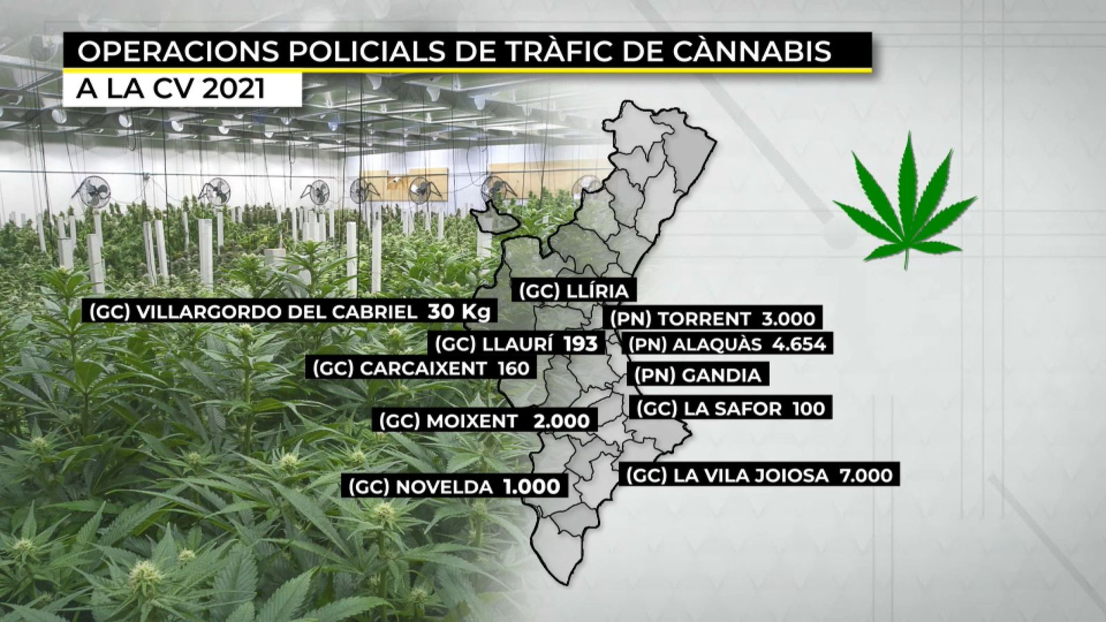 Operacions policials de tràfic de cànnabis a la Comunitat Valenciana en els quatre primers mesos de 2021