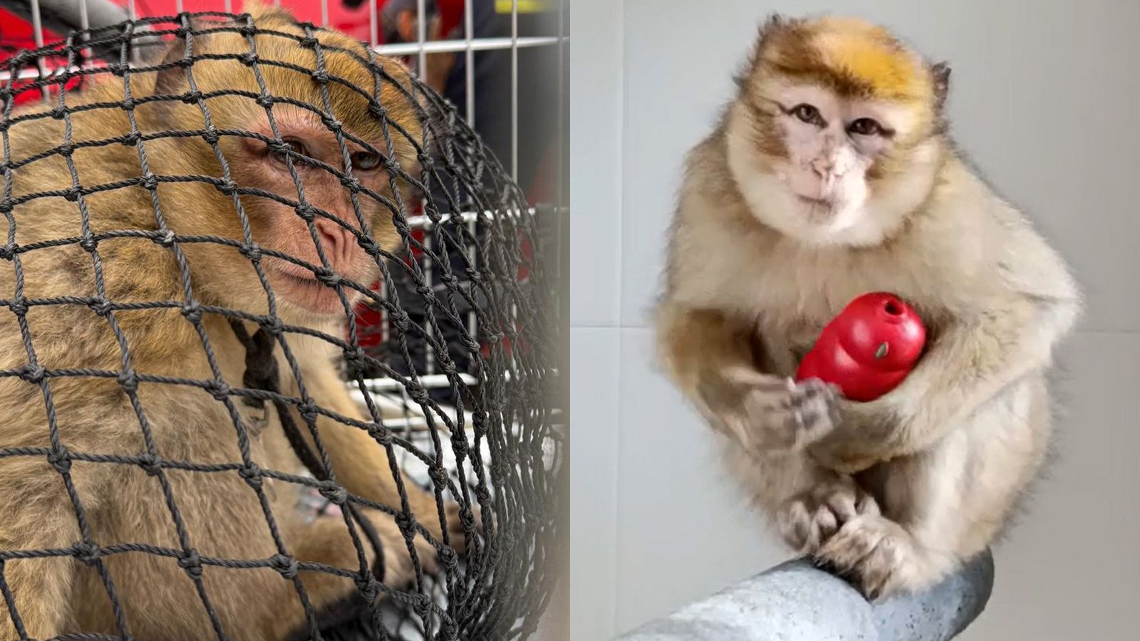 La mona Lu, rescatada a França