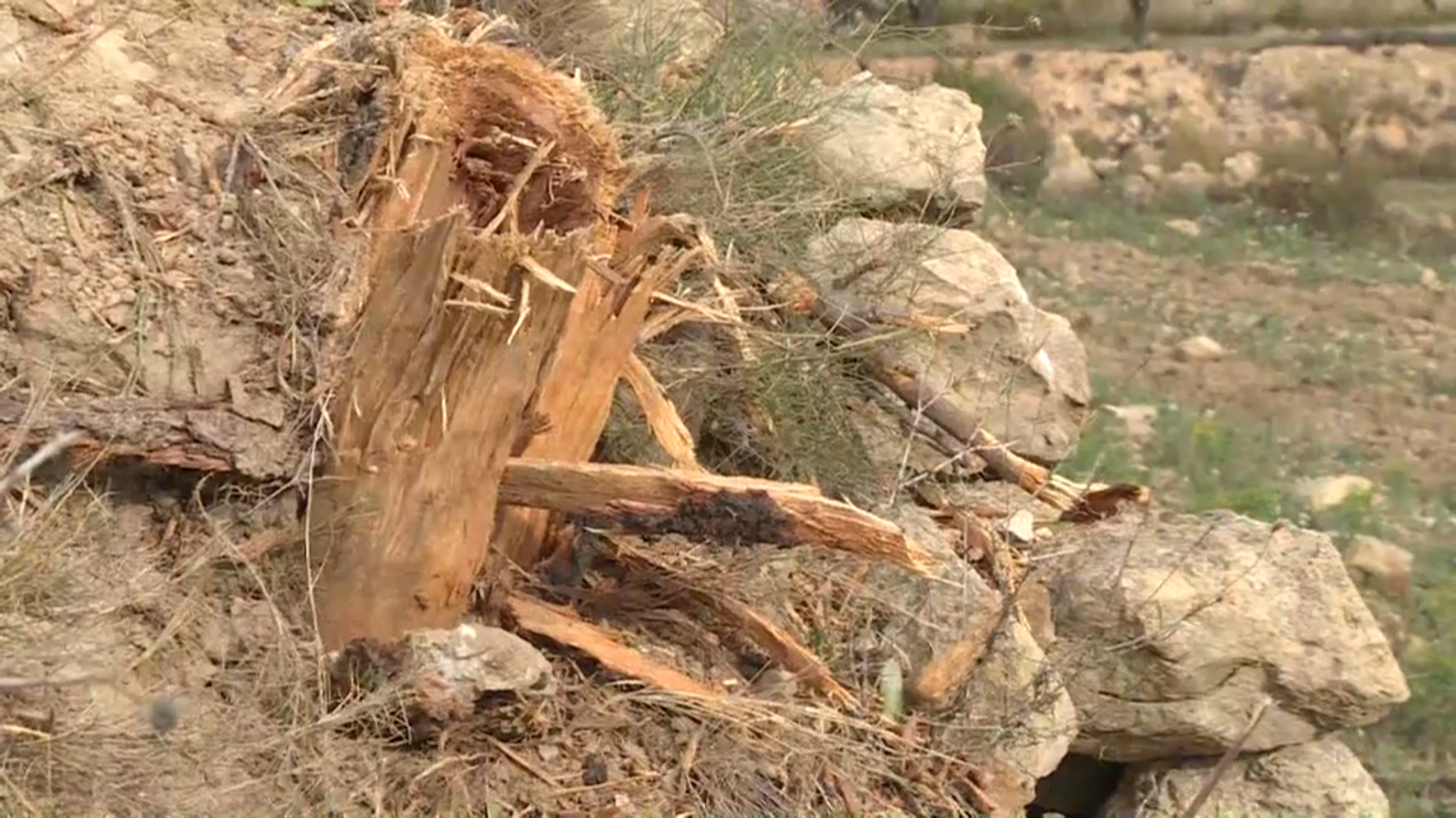 L'estratègia de control del bacteri preveu la destrucció de més de 50.000 arbres, la majoria ametlers