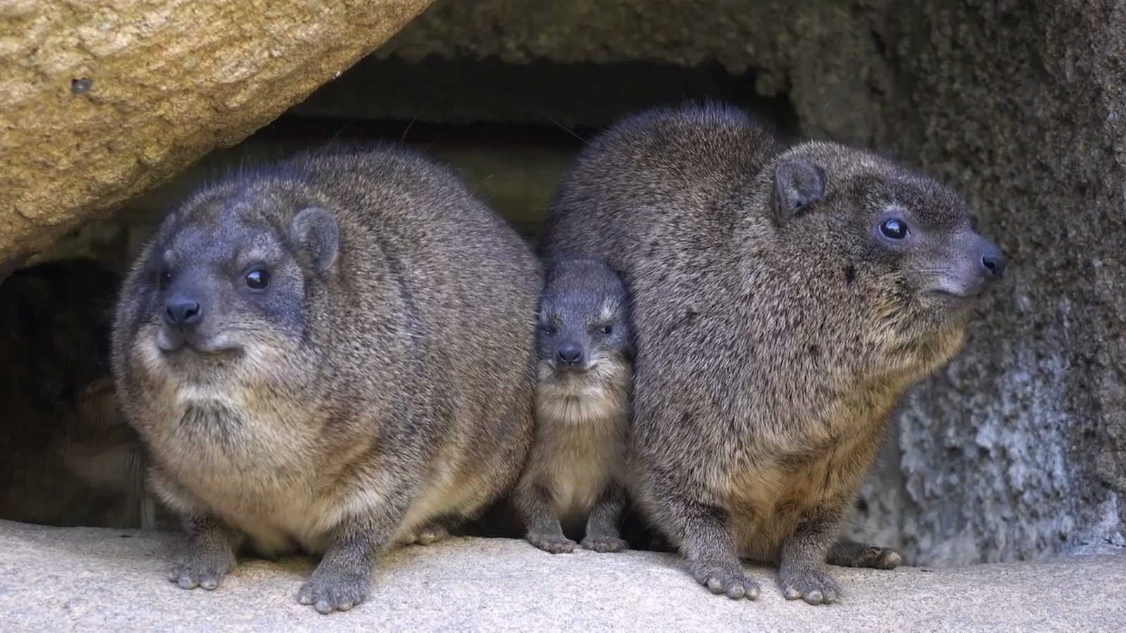 Animalades | Animalades, un món bestial 32