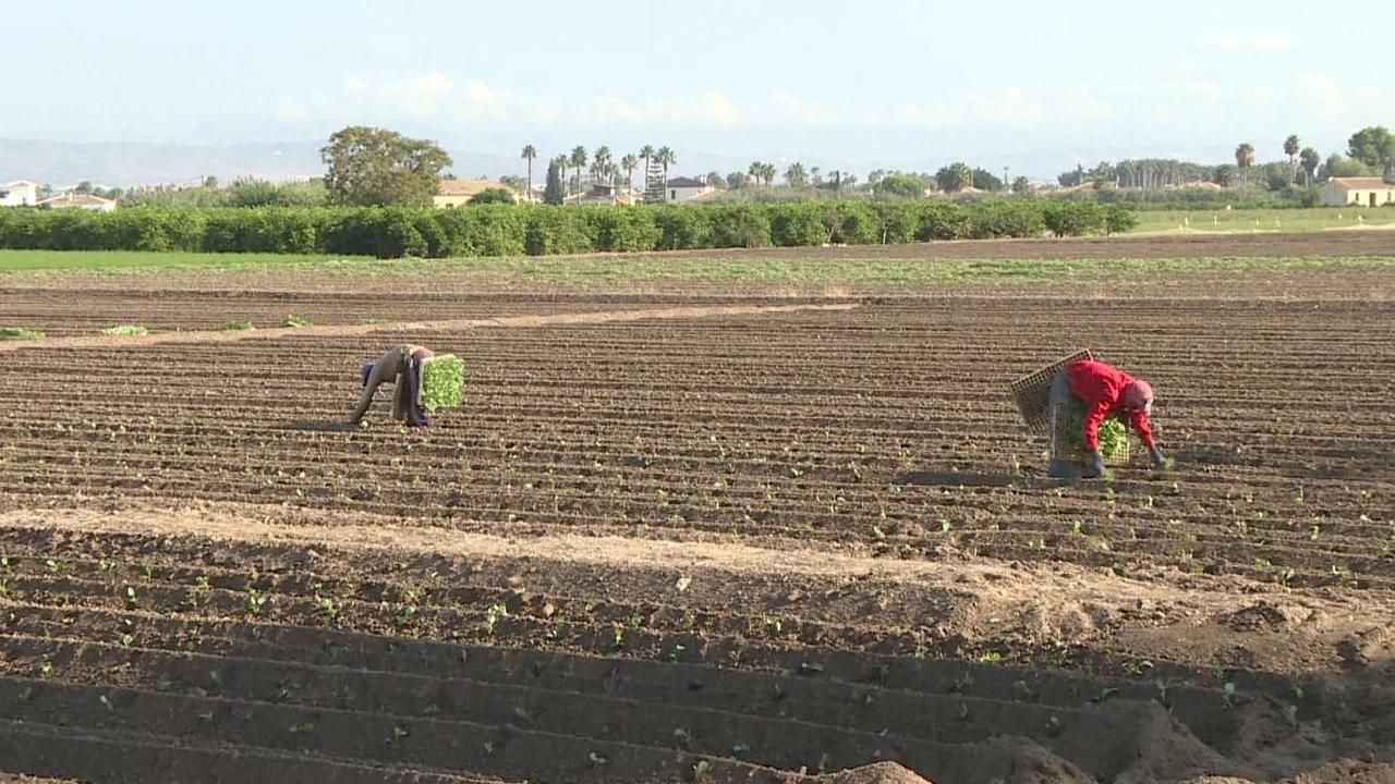 Immigrants treballant al camp Economia migració