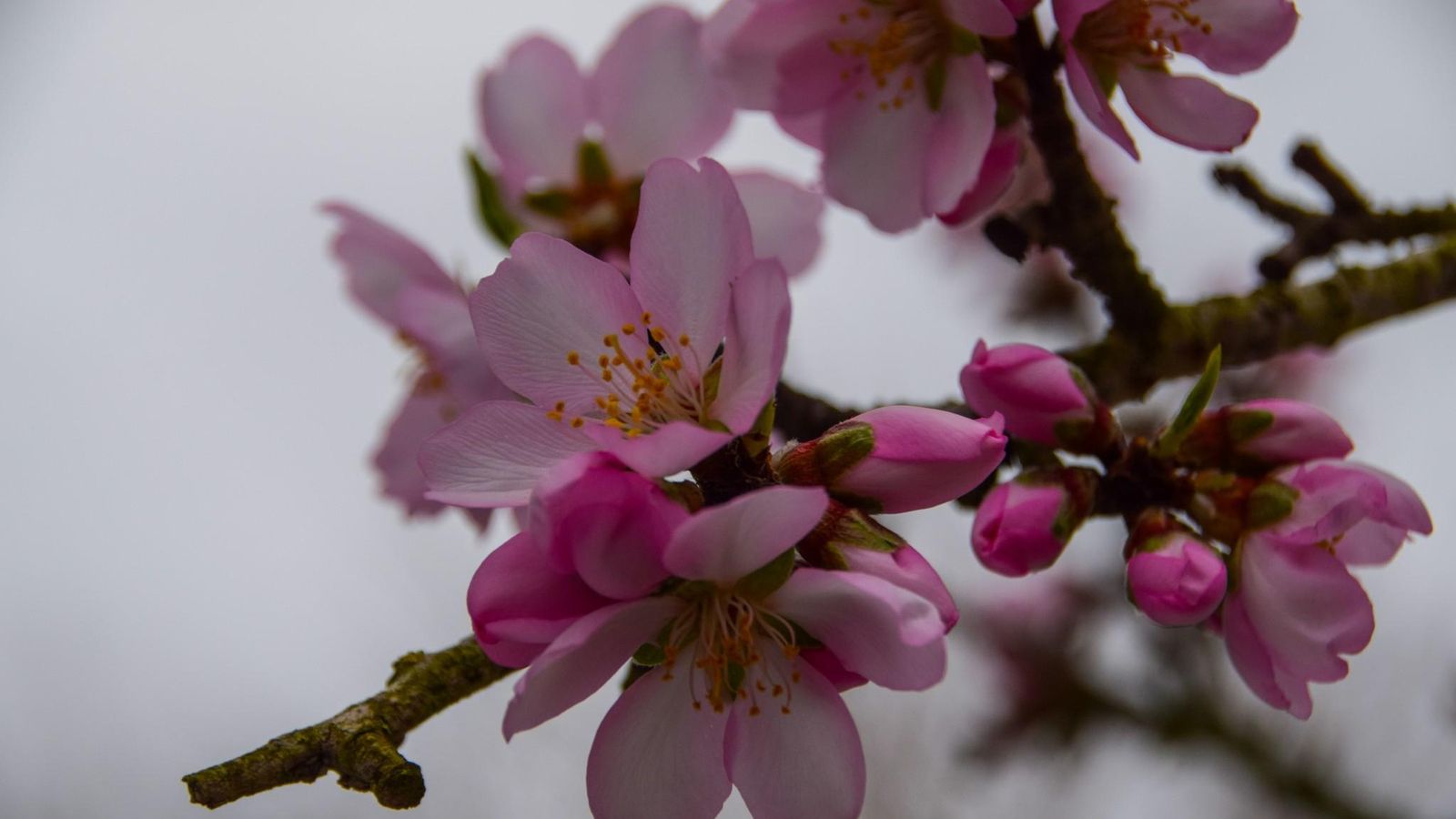 L'OLLERIA, LA VALL D'ALBAIDA