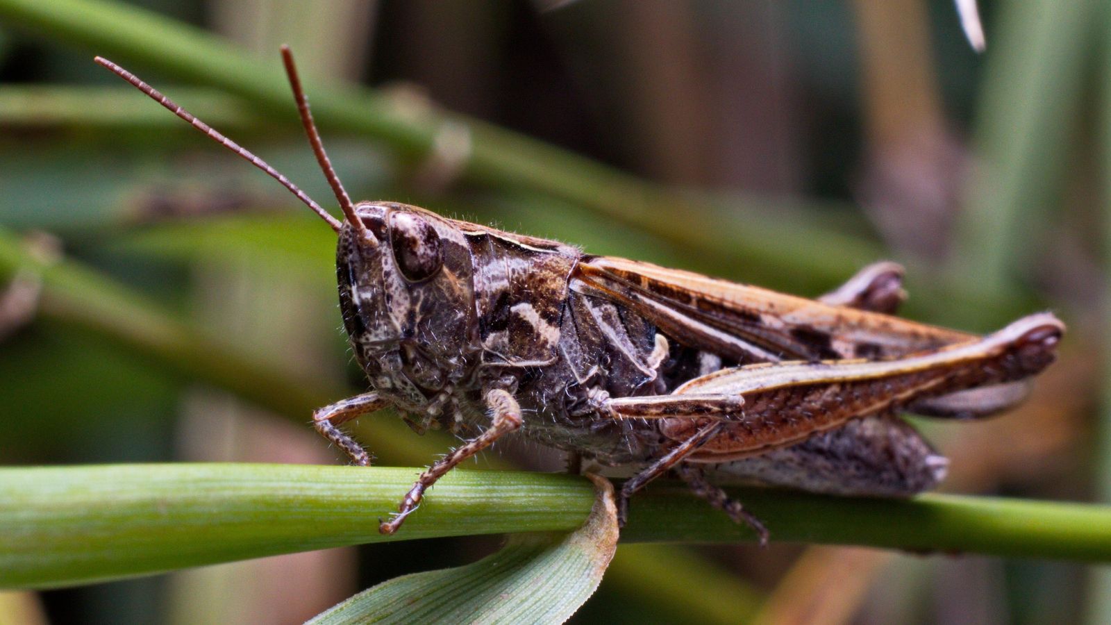 Llagostins a la zona de Requena