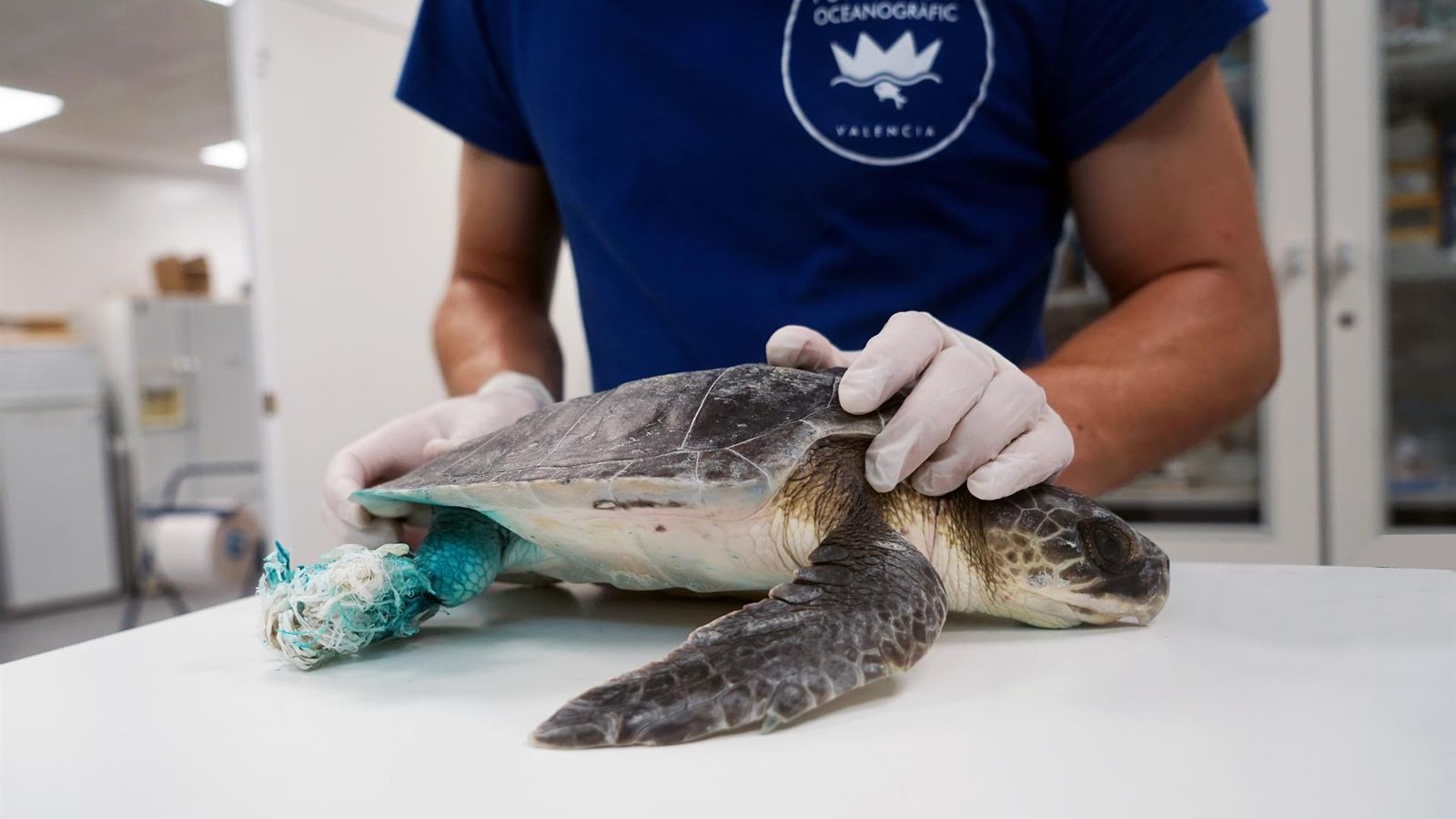 Tortuga rescatada