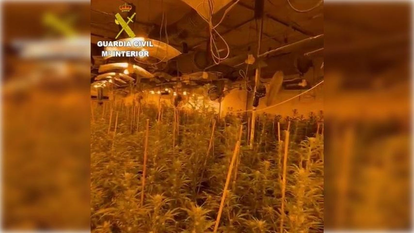 Plantació de marihuana desmantellada a Orpesa