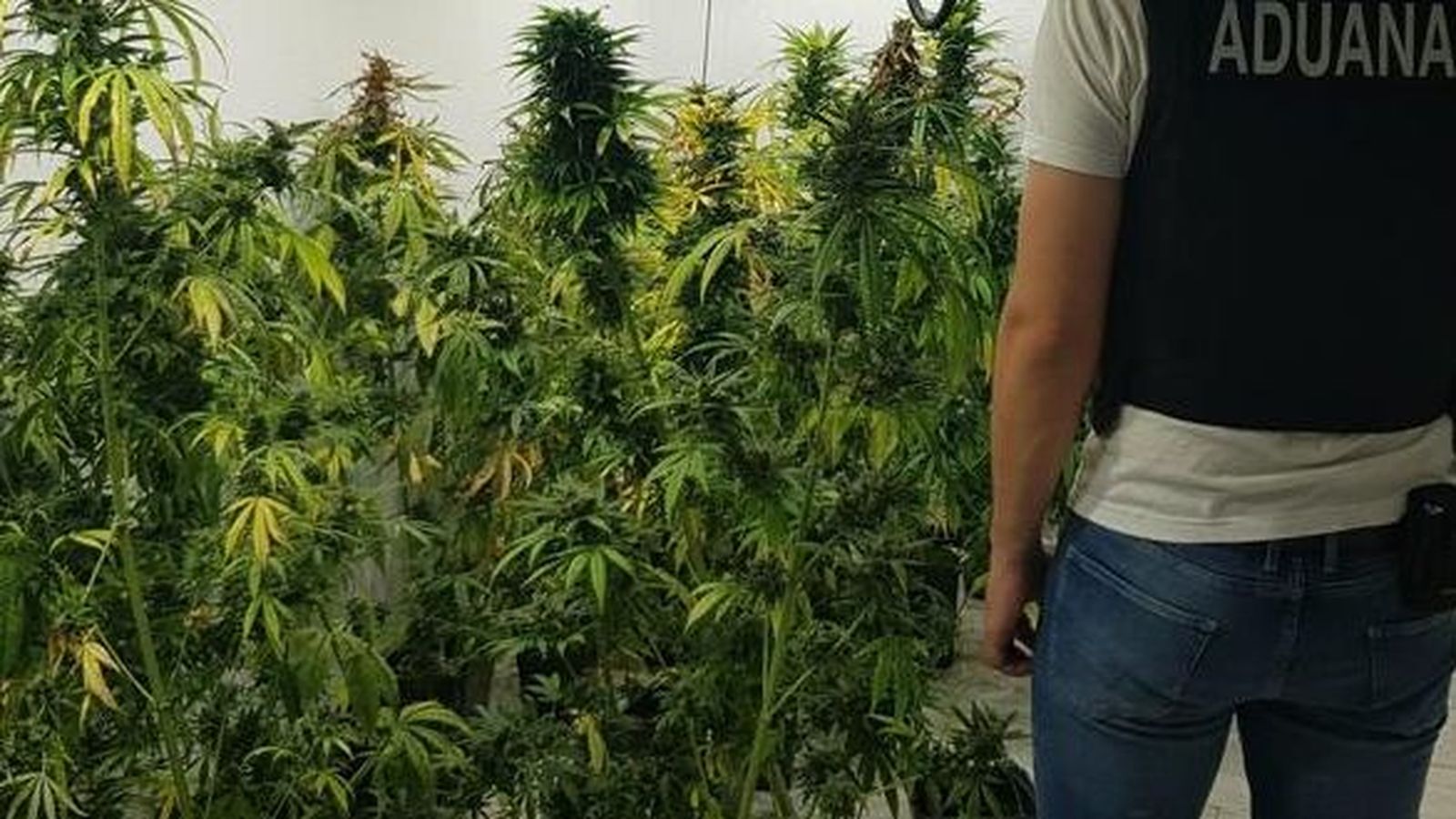 En l'operatiu s'han intervingut 1.028 plantes de marihuana