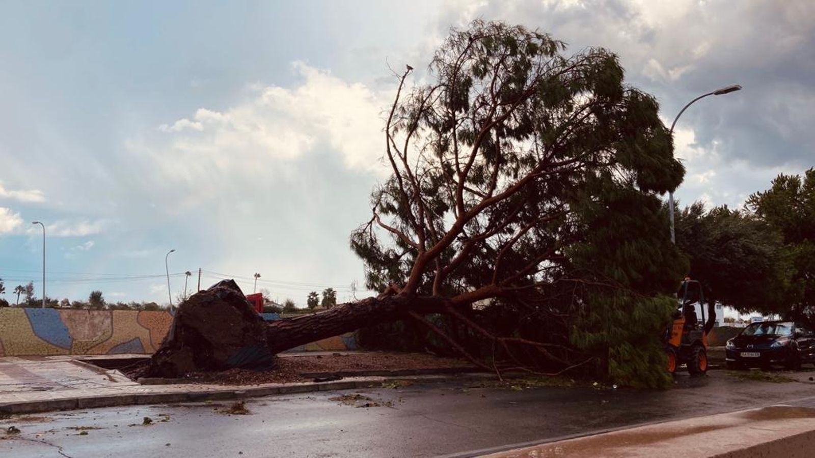 Un arbre caigut per les fortes ratxes de vent a Borriana