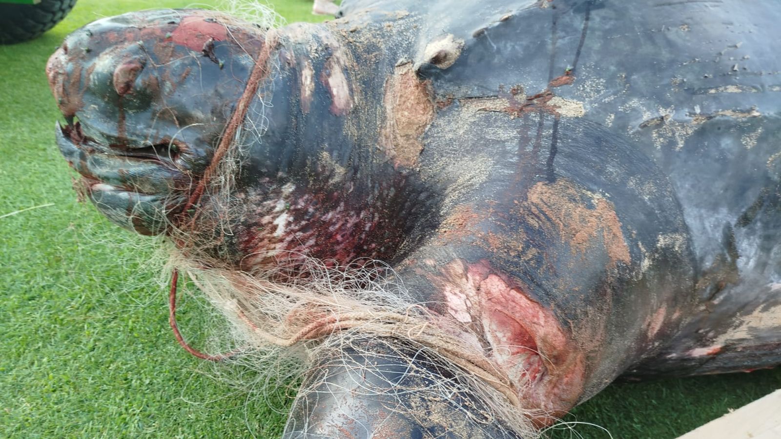 Exemplar sense vida de tortuga llaüt