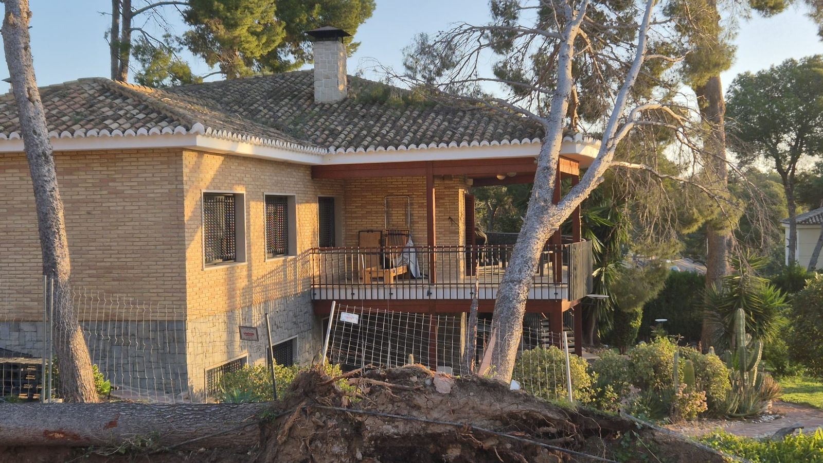 El fort vent produït per la borrasca Oriana tomba un pi sobre una casa a la Canyada, a Paterna (Horta Nord)