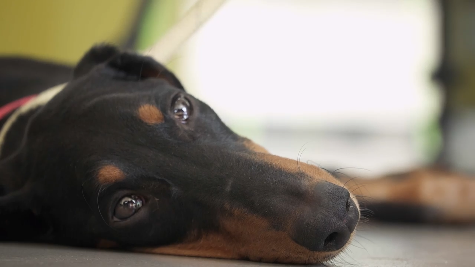 Zoom | Benestar animal