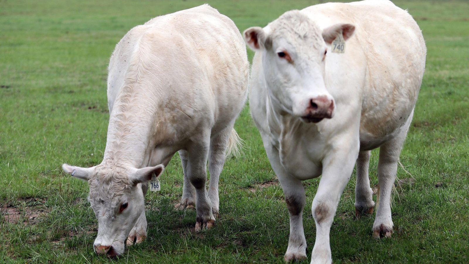 L'estudi revela que la llet de vaca transmet el virus que causa la grip aviar