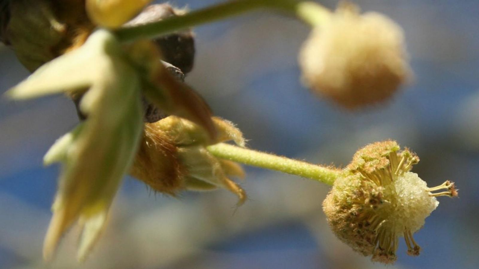 Detall d'un plàtan d'ombra