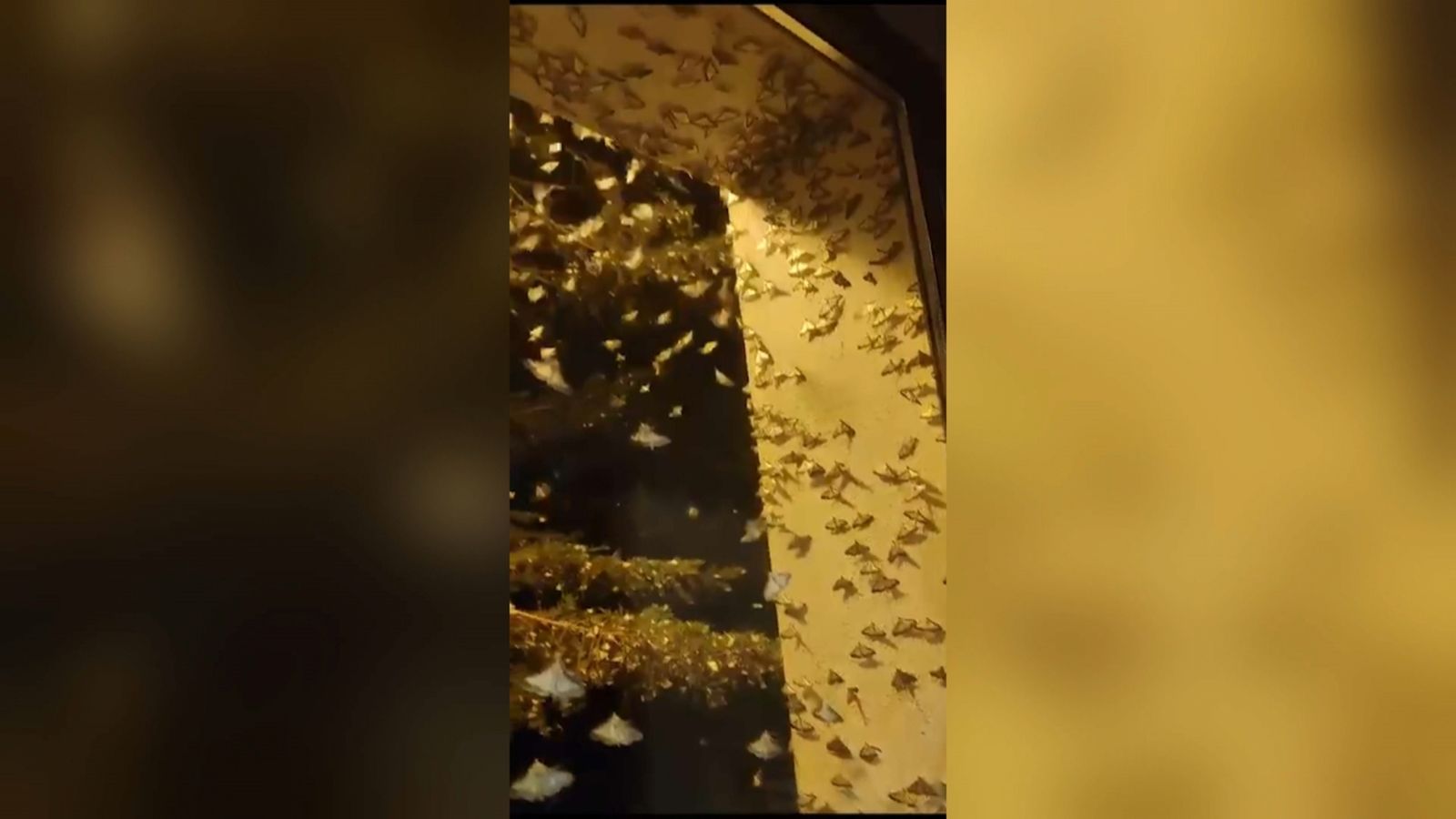 Palometes de boix envaeixen la Tinença