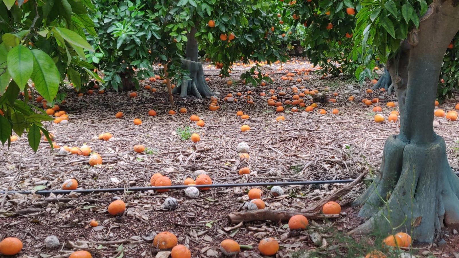 Un taronjar afectat per les pluges