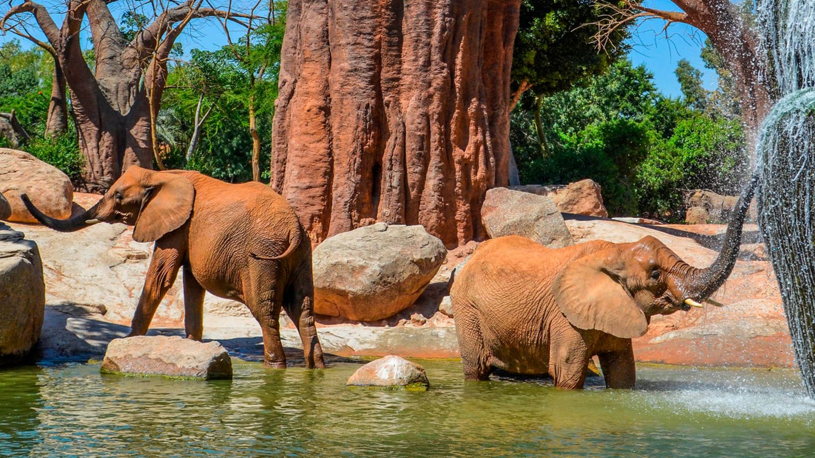 Elefants del programa de conservació del Bioparc de València.