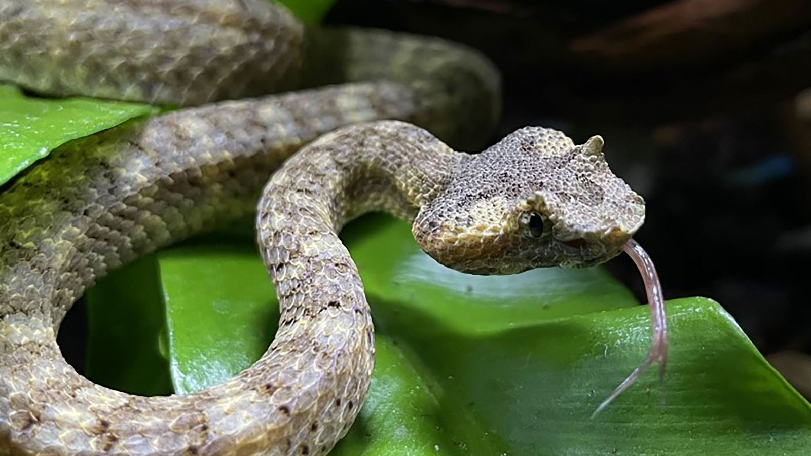 Una de les serps incorporades al parc