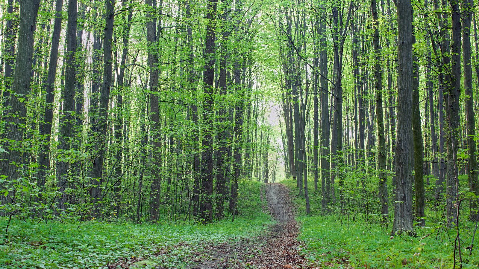 Zona boscosa de Houston