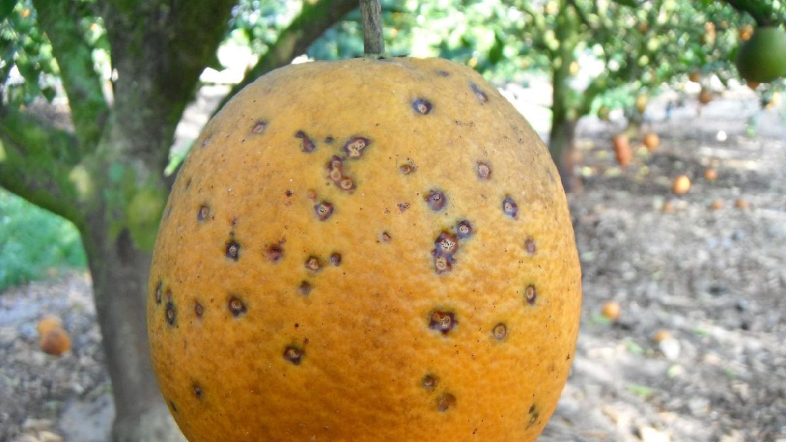 La Unió avisa d’un creixement del 64% en la intercepció de cítrics amb plagues de tercers països