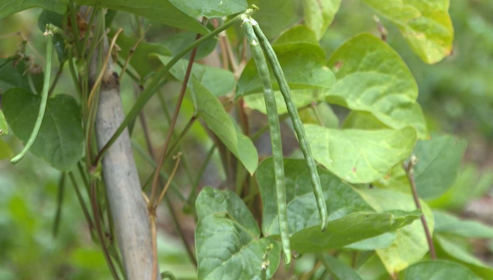 fesol de careta