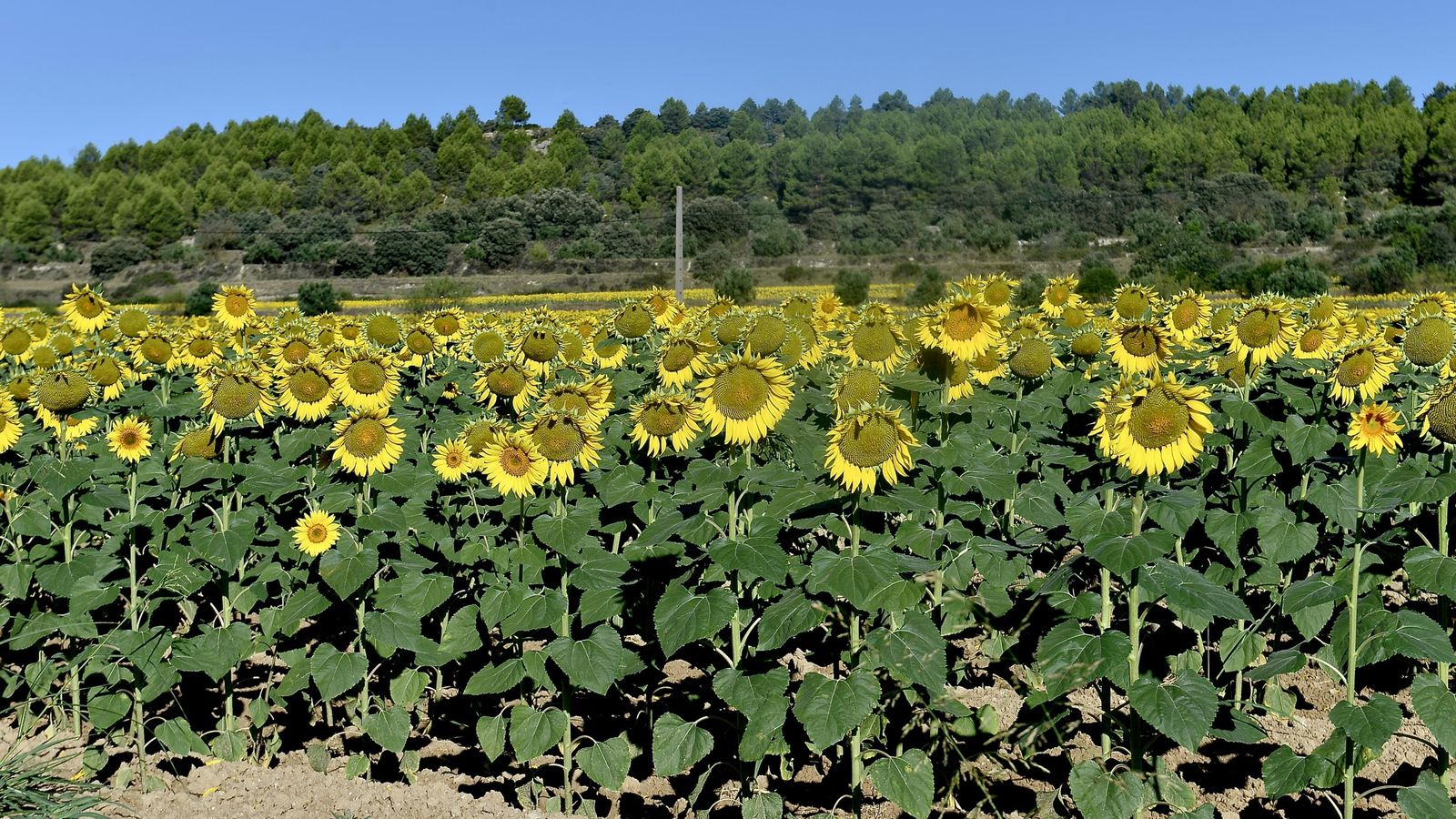 BOCAIRENT, LA VALL D'ALBAIDA