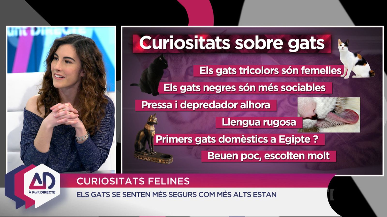 Dia Mundial del Gat