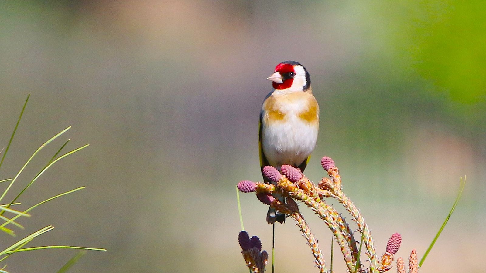 VICENT TALAMANTES, La Vall d'Uixó, la Plana Baixa