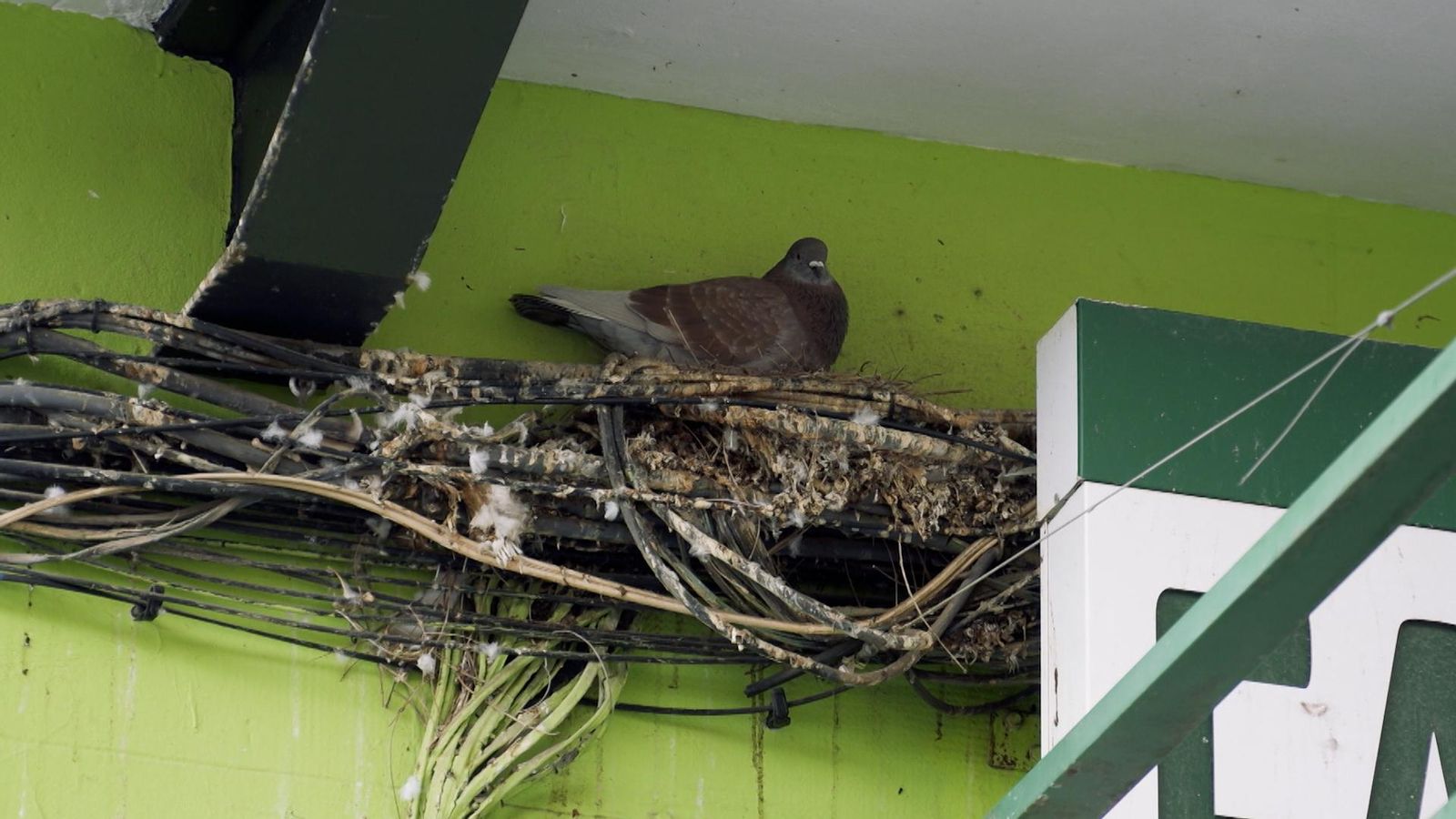 'Zoom' plantega si les palomes són una molèstia o un problema a erradicar