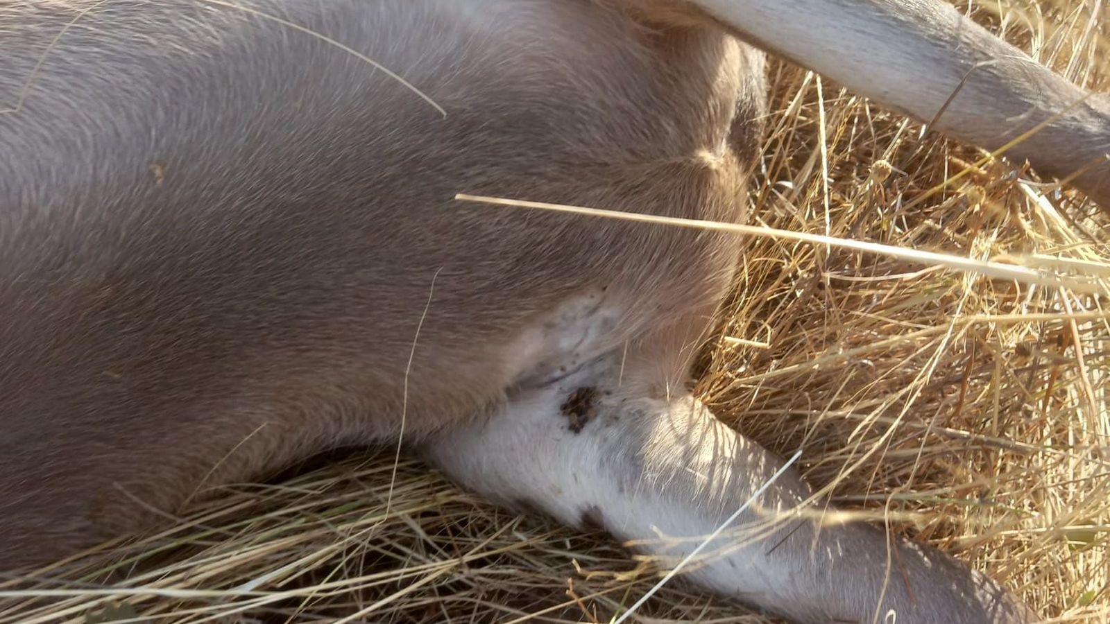 Un animal amb algunes caparres