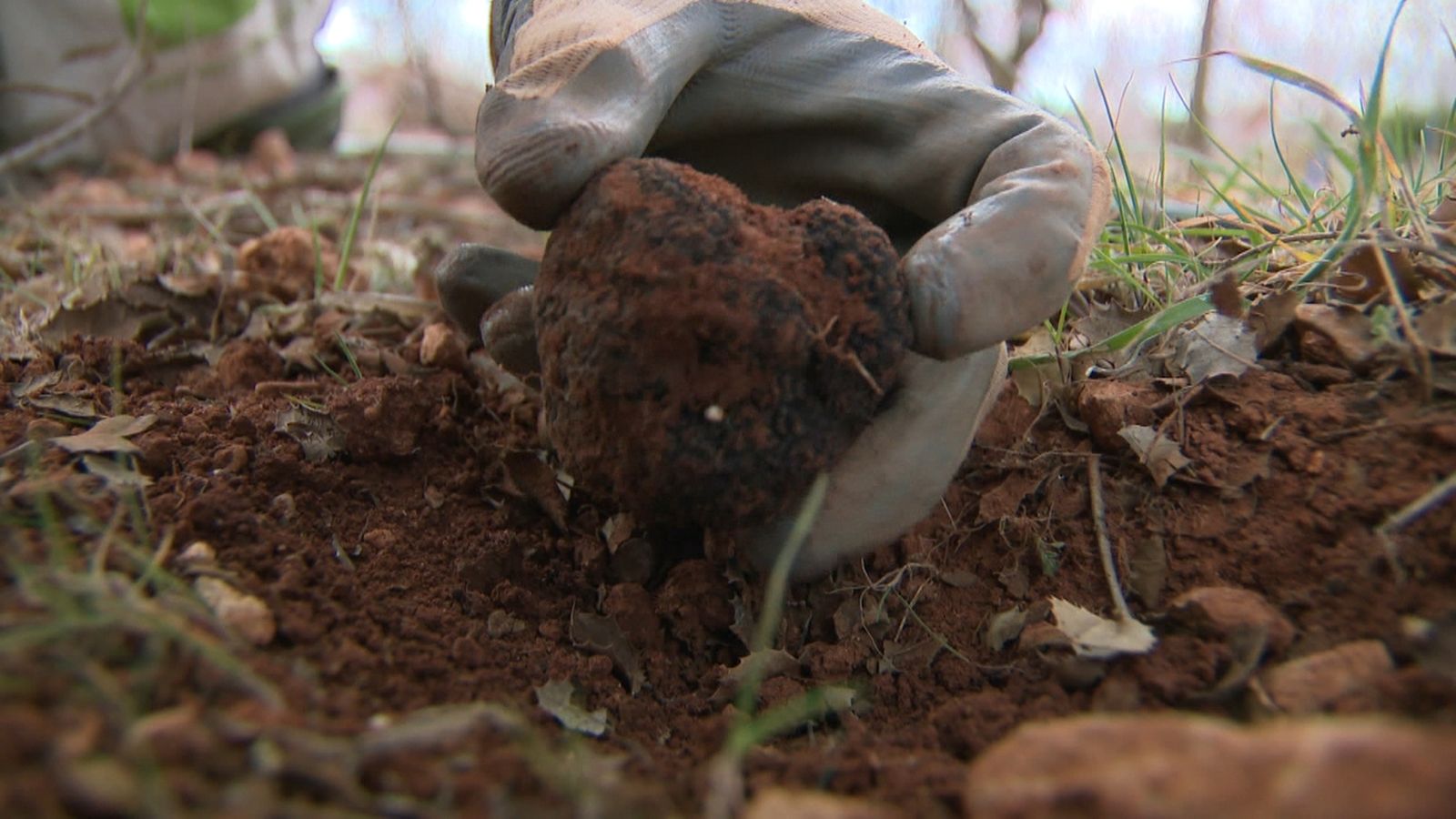 Recol·lecta d'una tòfona