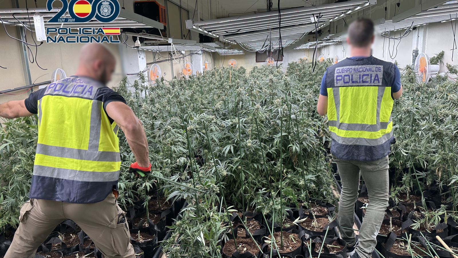 La Policia Nacional en una de les plantacions de marihuana desmantellades a Alacant
