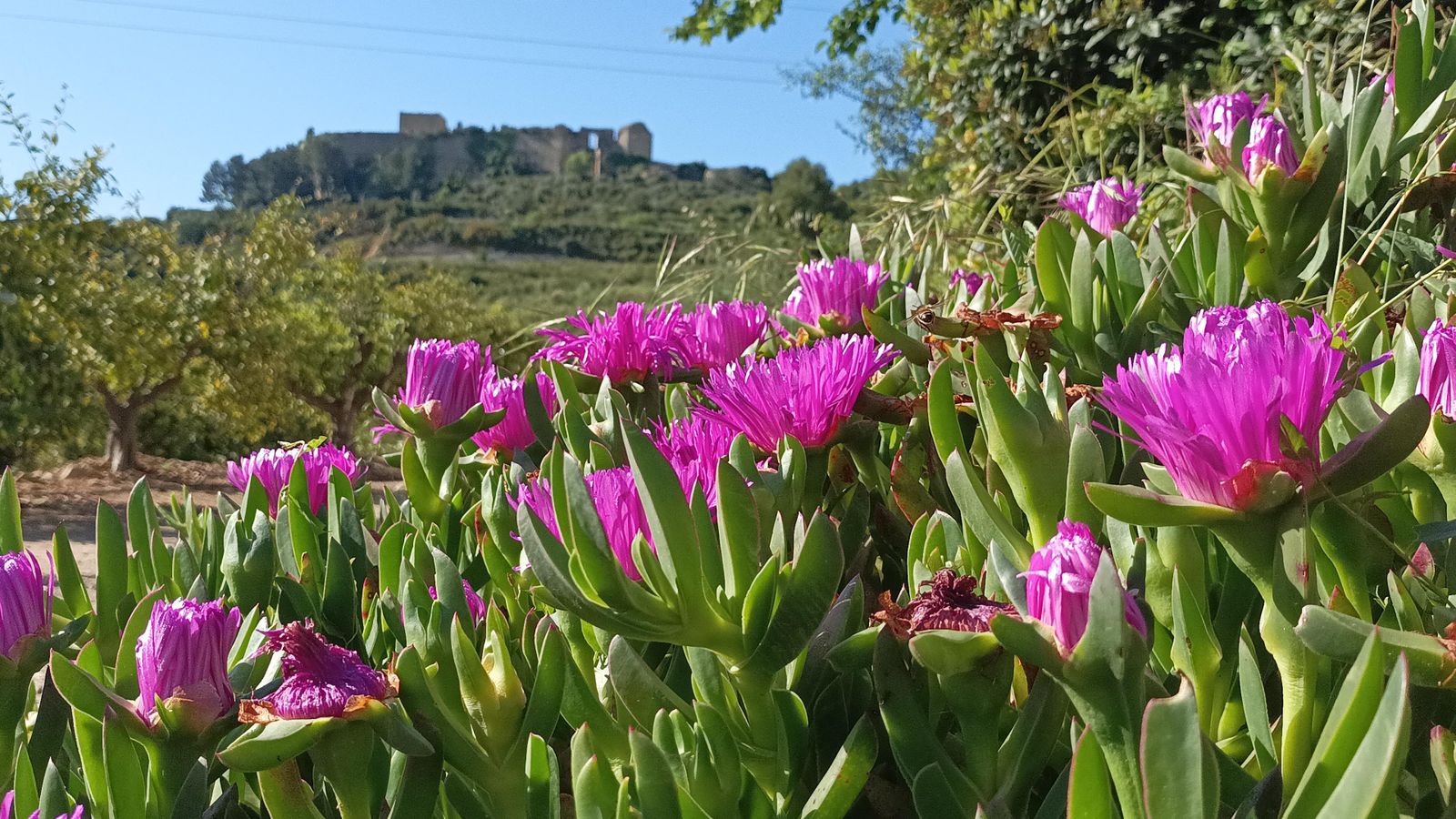 FERMÍN JAVIER GARCÍA PONS