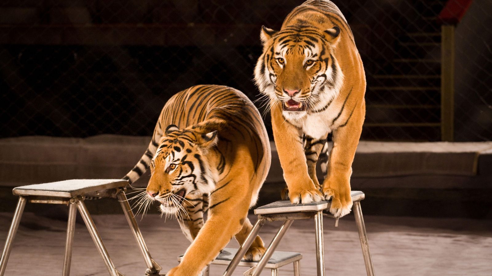 Tigres en una actuació en un circ