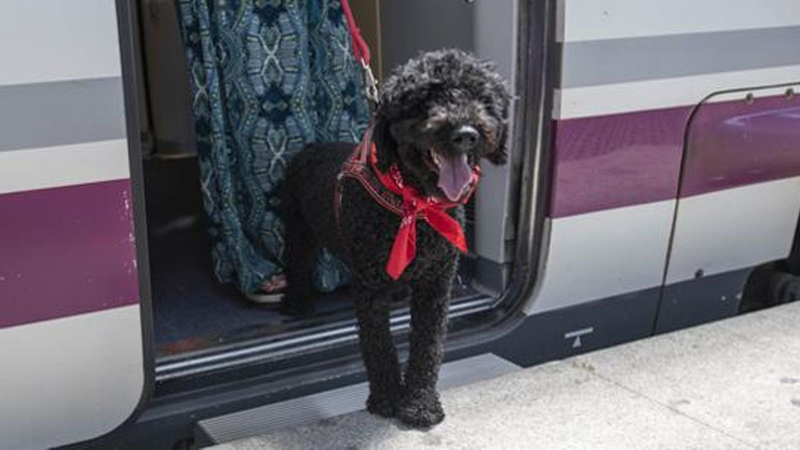 Un gos baixant d'un AVE de Renfe