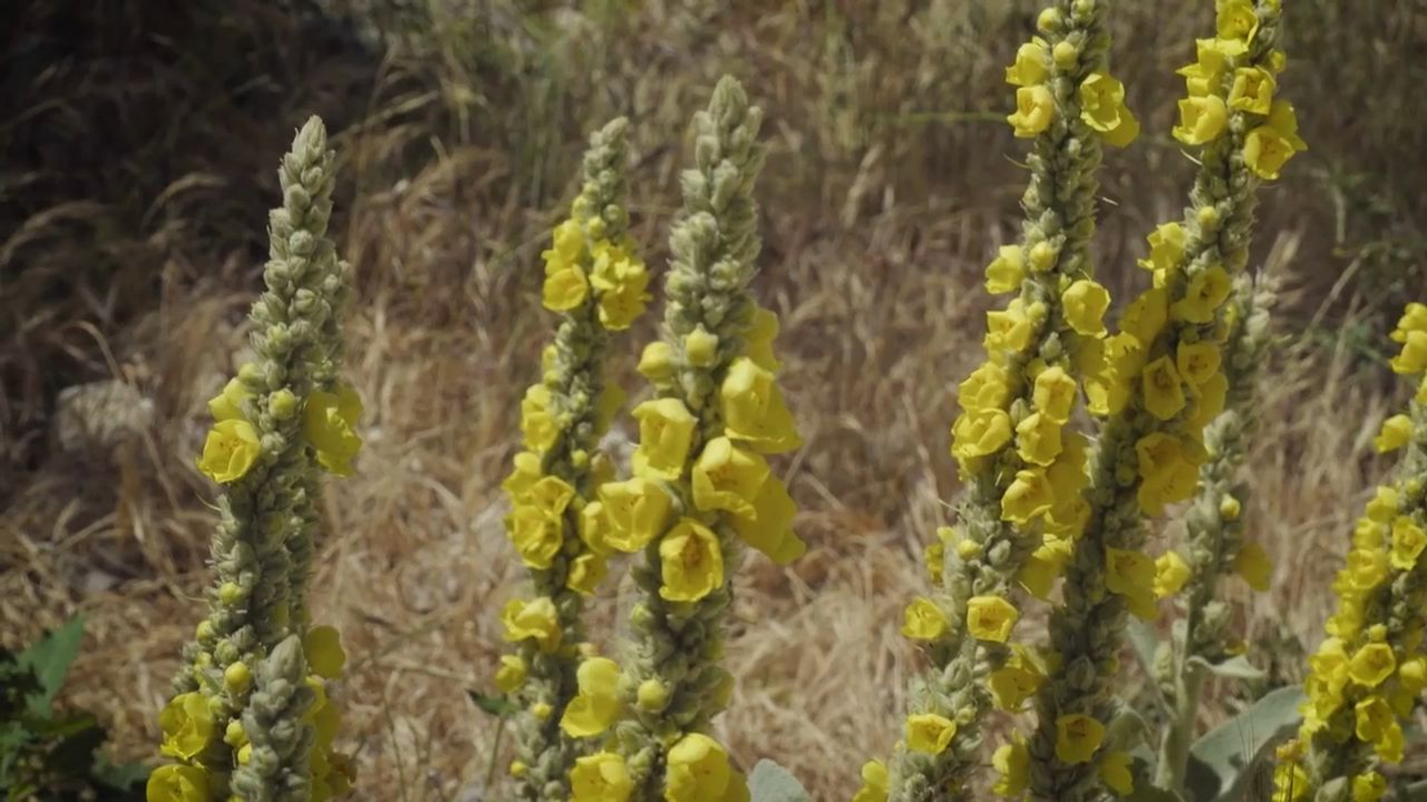 Plantes que trobem al sender botànic de la ruta blava