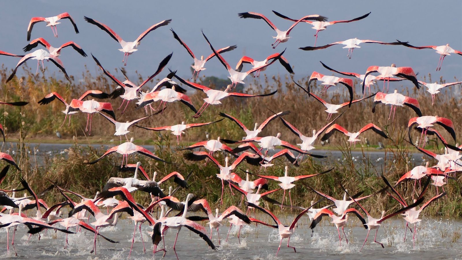 MIQUEL FURIÓ, Sueca, la Ribera Baixa