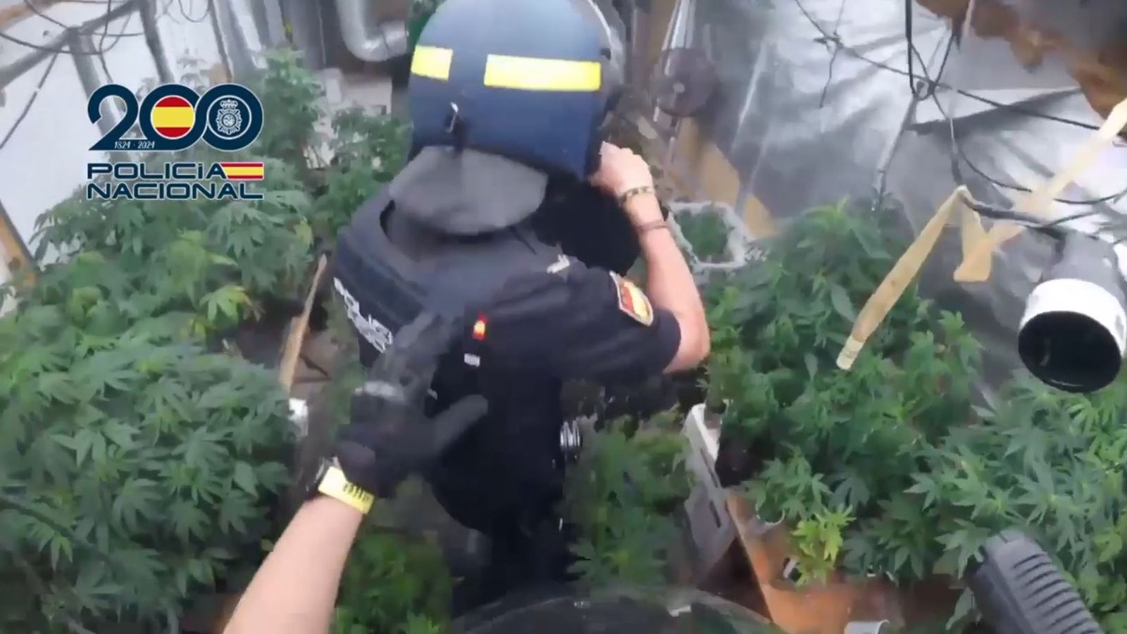 Vídeo de l'operació policial sobre el desmantellament de la plantació de marihuana a Nàquera