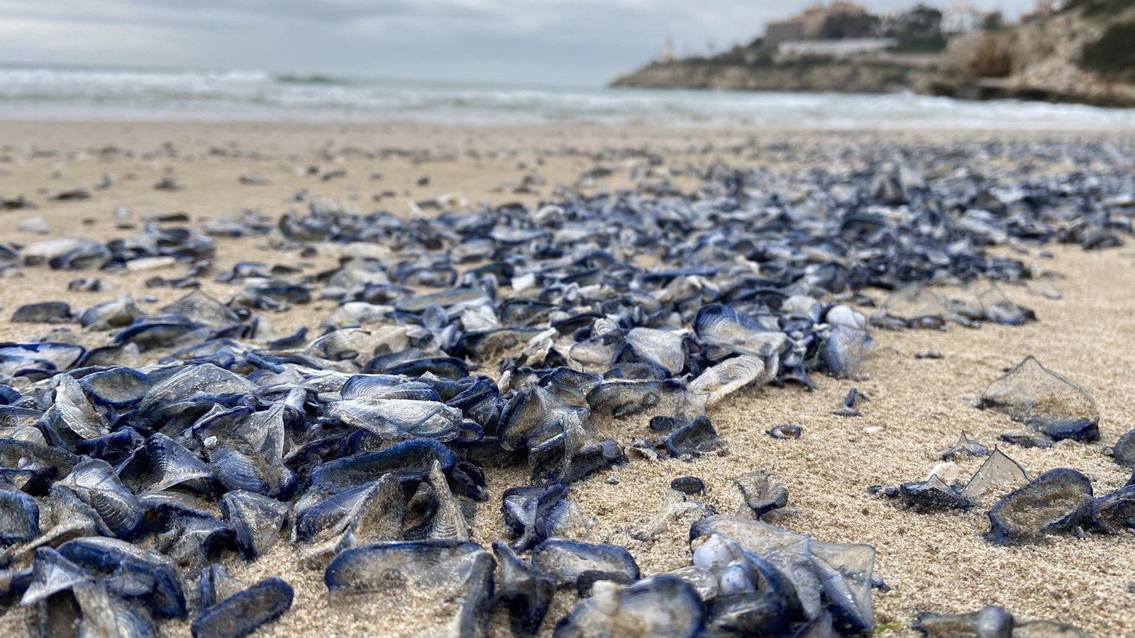 Meduses veler a la platja del Dosser a Cullera