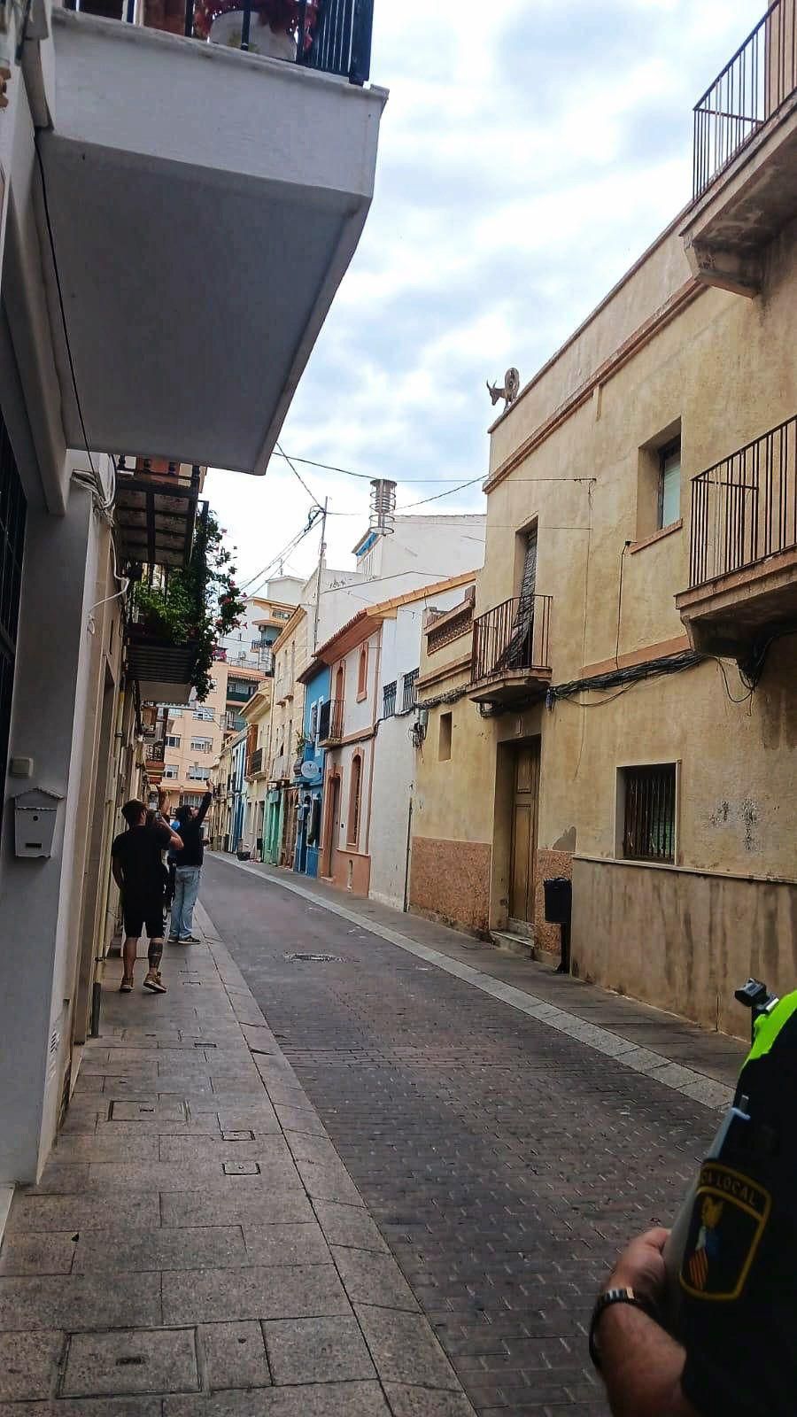 Veïns curiosos fotografien la cabra muntesa perduda pel barri antic de Calp Veïns curiosos fotografien la cabra muntesa perduda pel barri antic de Calp