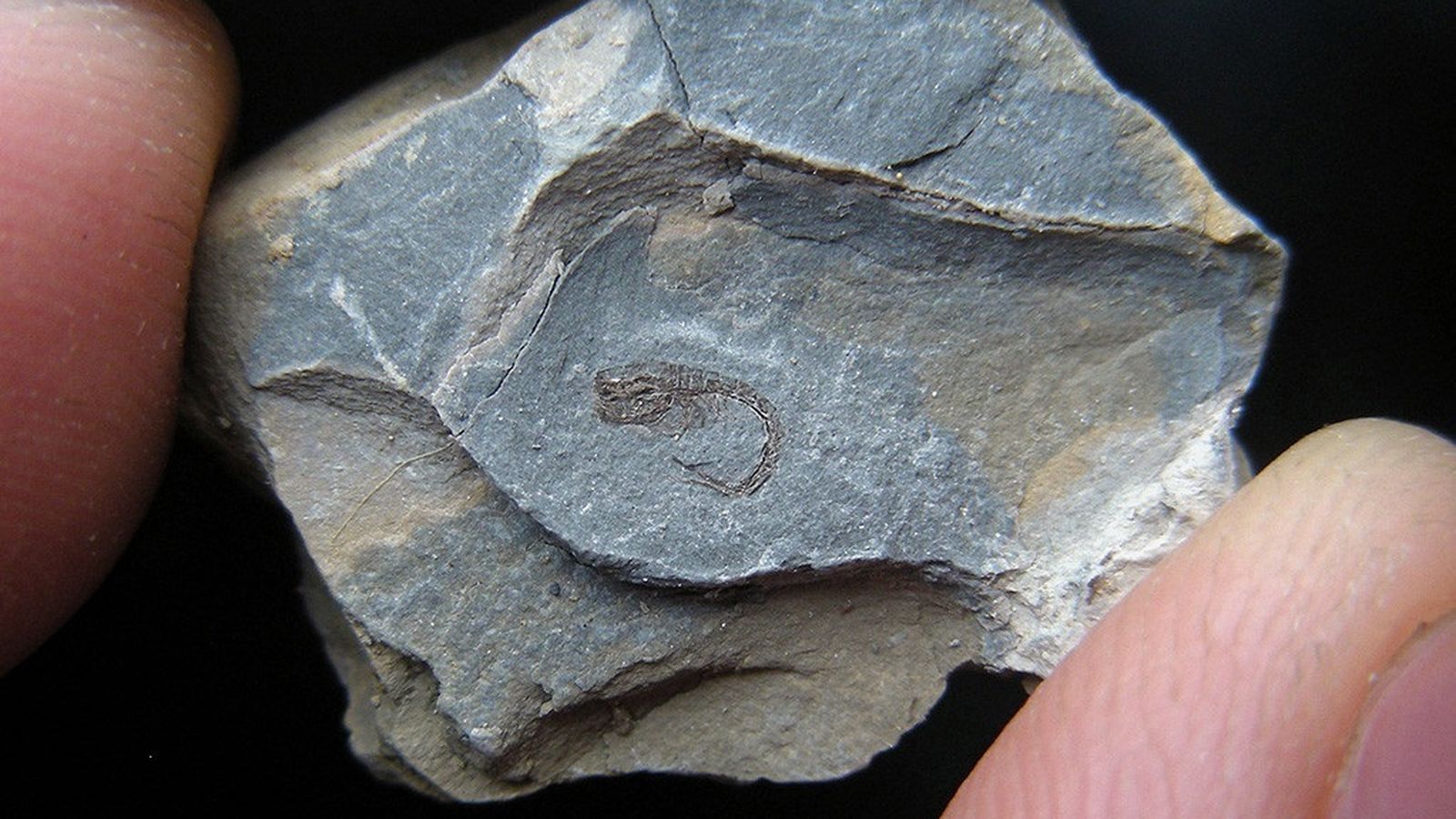 Un fòsil marí, en arxiu