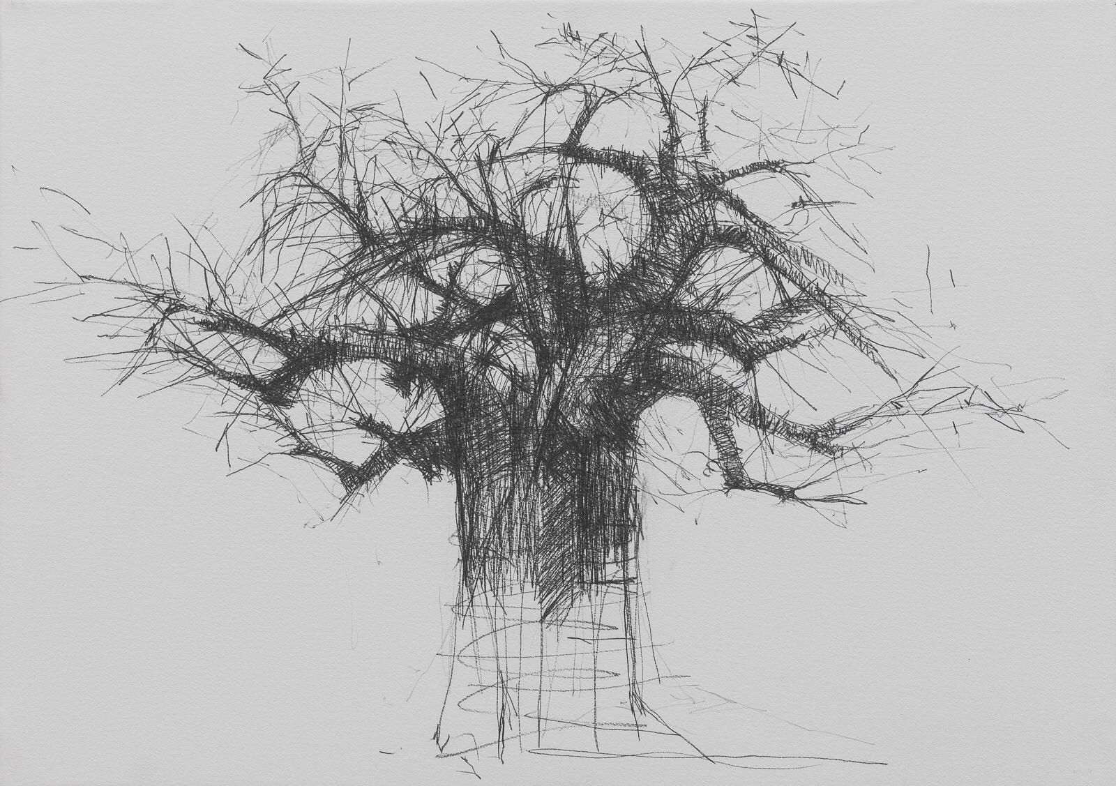 Baobab en la carretera d'Iringa, 2019. Grafit sobre paper muntat en bastidor 65 x 46 cm
