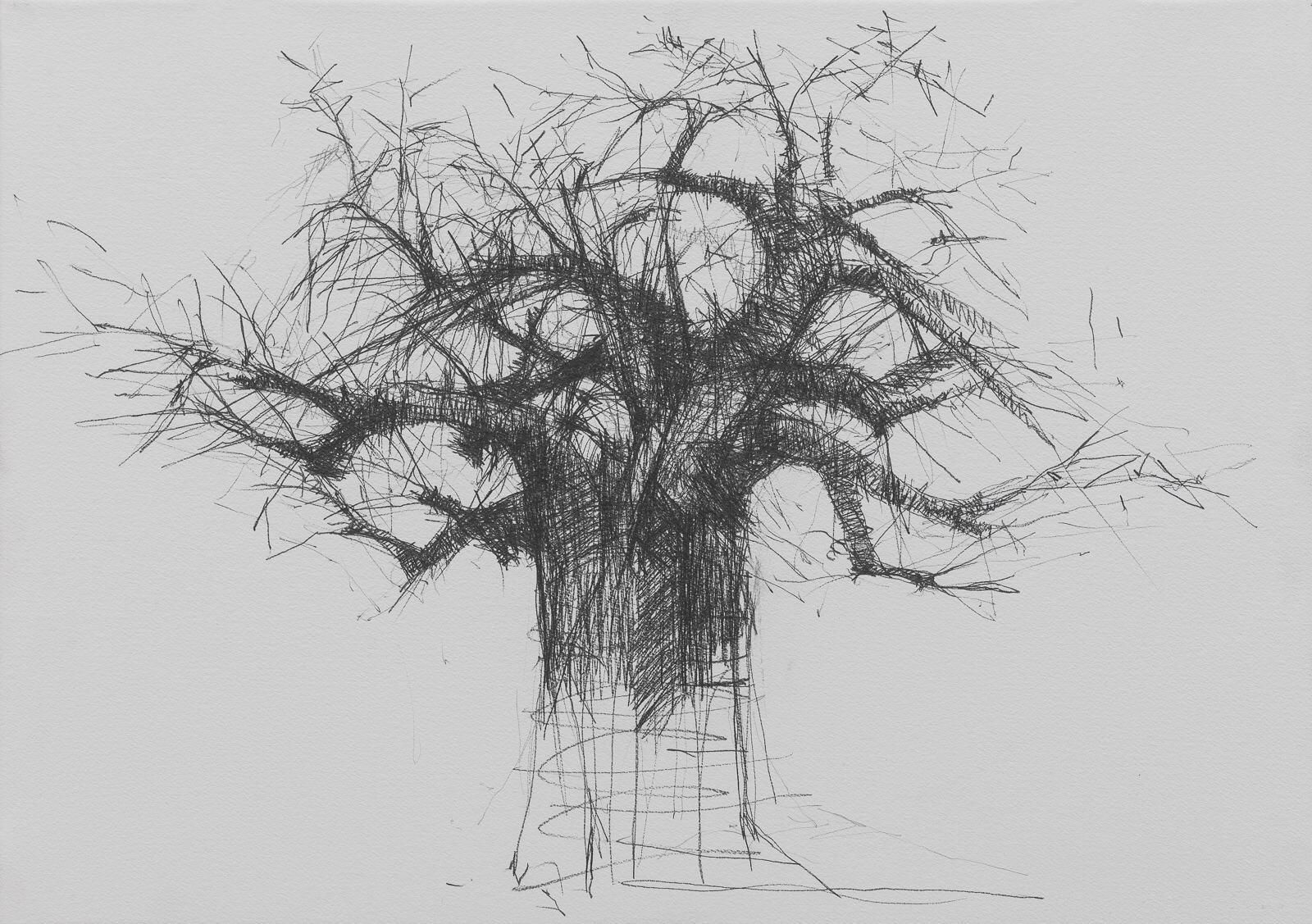 Baobab en la carretera d'Iringa, 2019. Grafit sobre paper muntat en bastidor  65 x 46 cm
