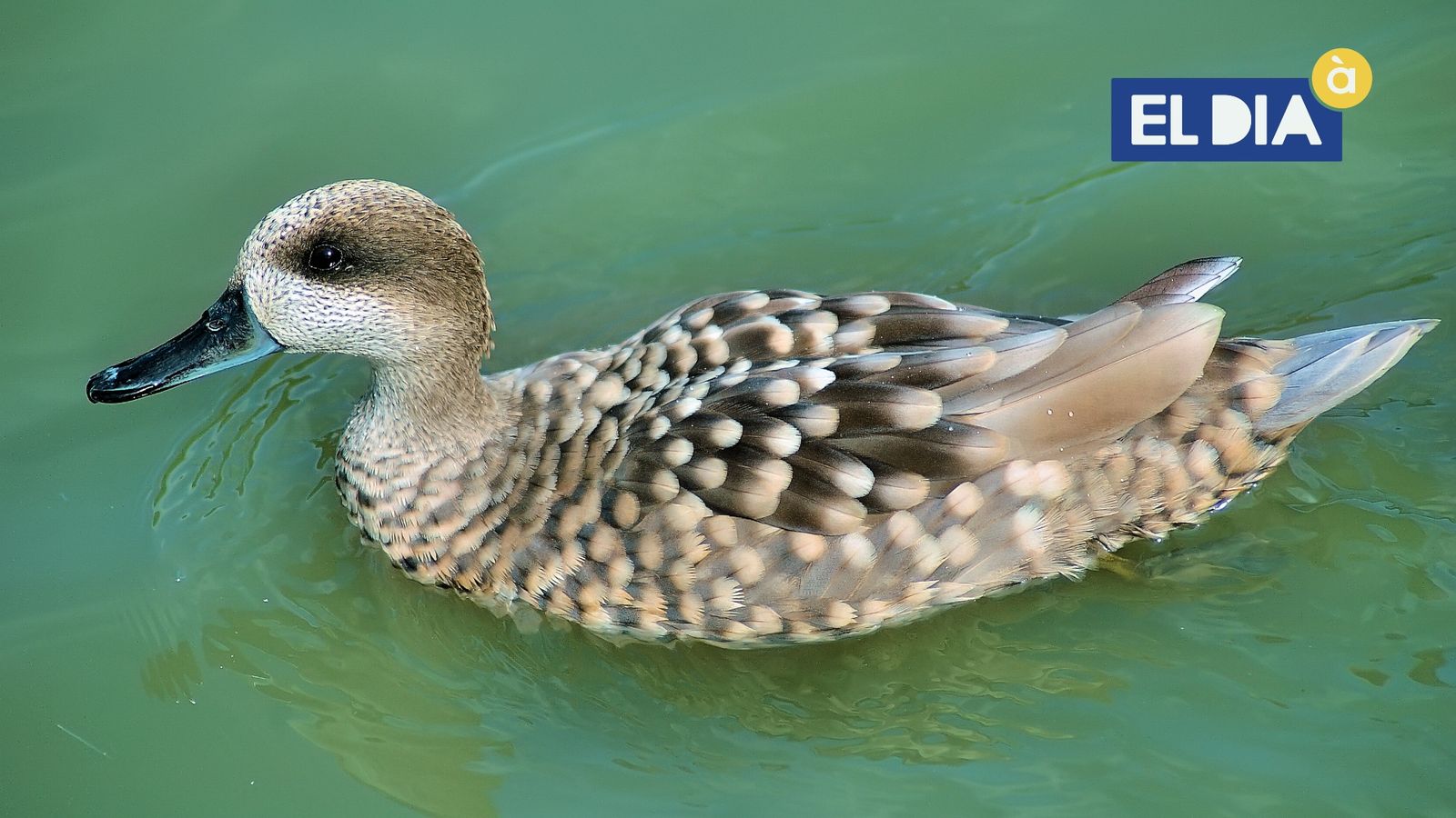 La Rosseta (marbled teal)